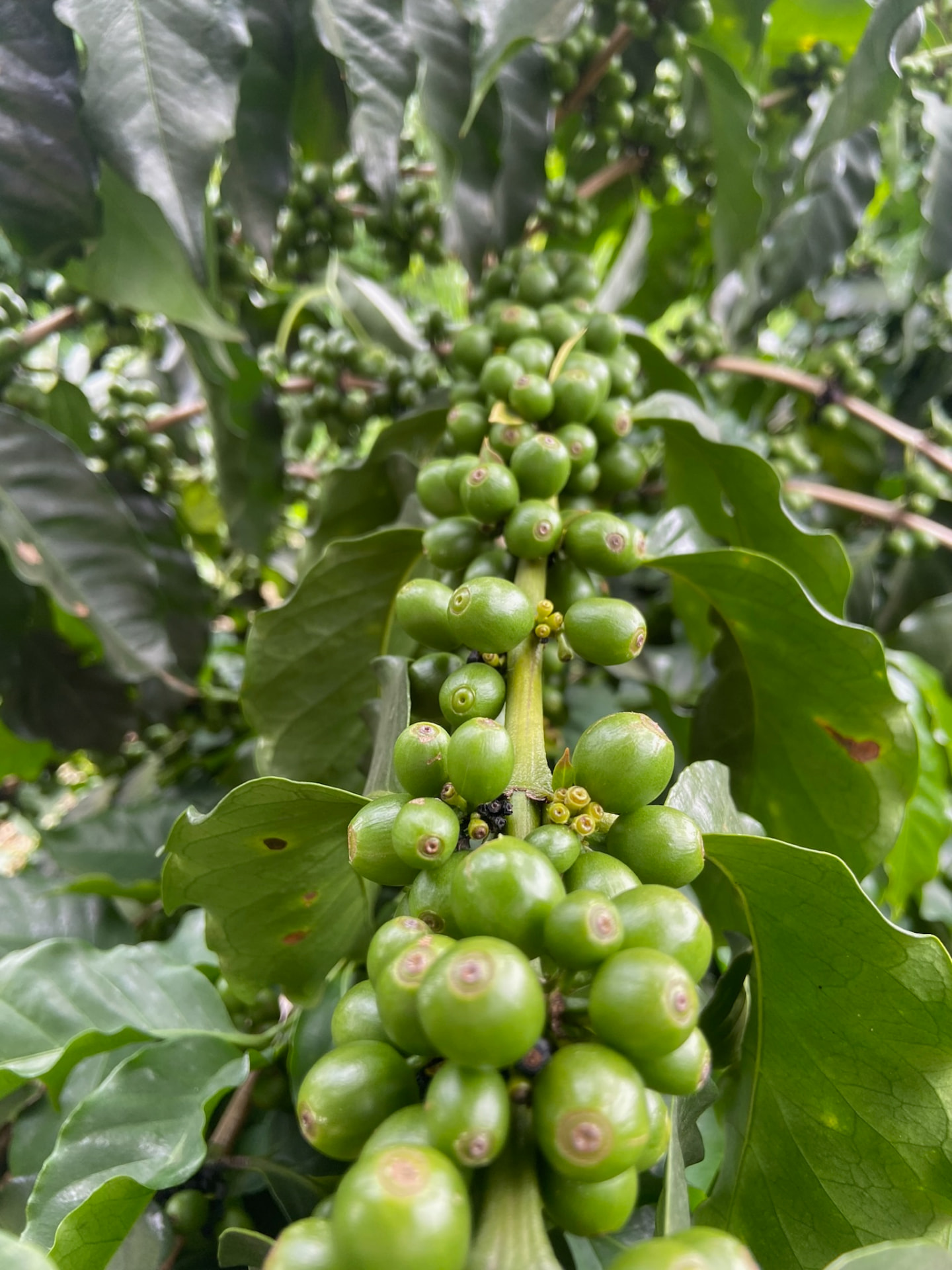 Frutos verdes de café em desenvolvimento